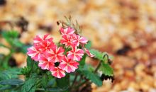 在平实的土壤上开出最鲜艳的花