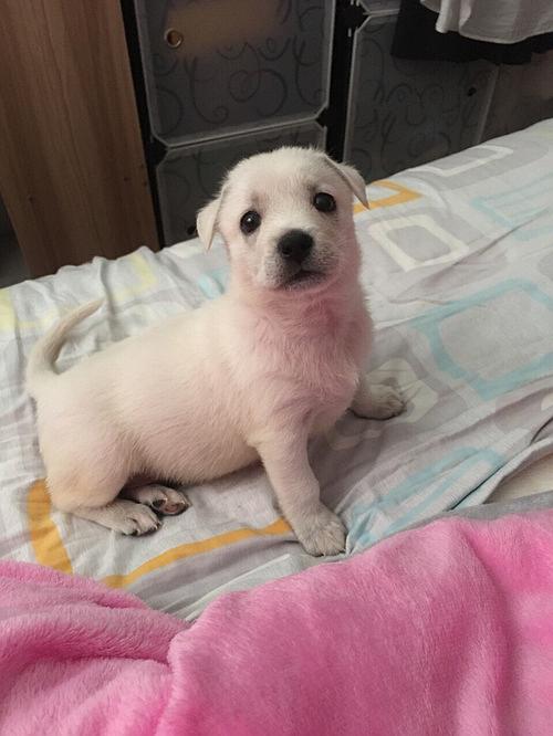 我最喜欢的动物小狗