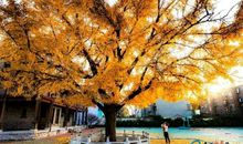 我们学校的银杏树