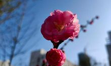 春意如花儿般绽放