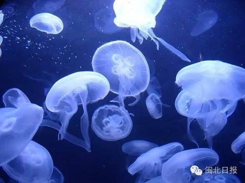 海洋生物讲道