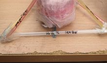 鸡蛋撞地球作文五年级