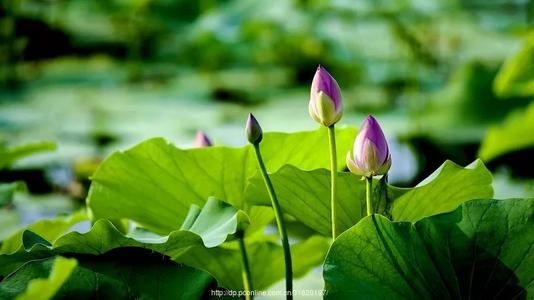 风吹了心脏的记忆