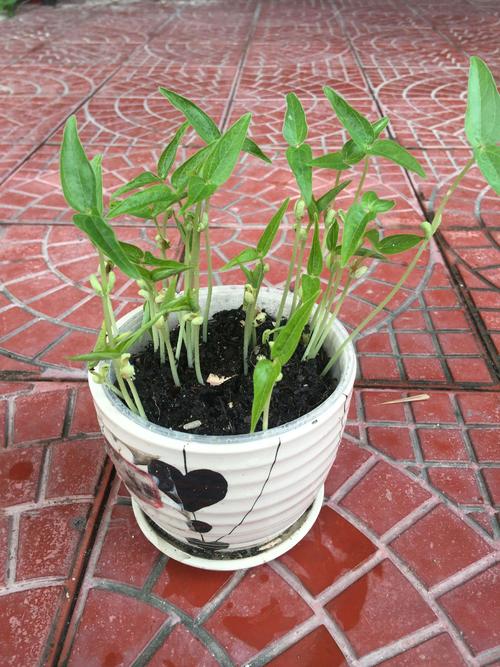 肉豌豆