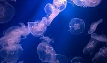 美啊，极地海洋世界