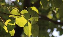 阳光洒落在校园