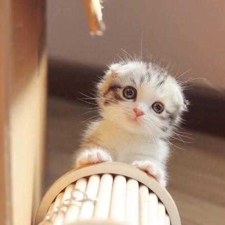 令人难忘的猫