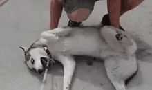 小狗“洗澡”记