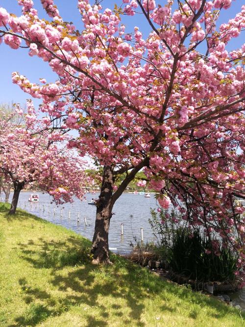 旅游日本Ueno Park