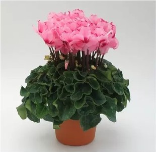 植物