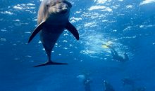 共享不止一个人