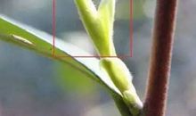 我去了个很芽的地方