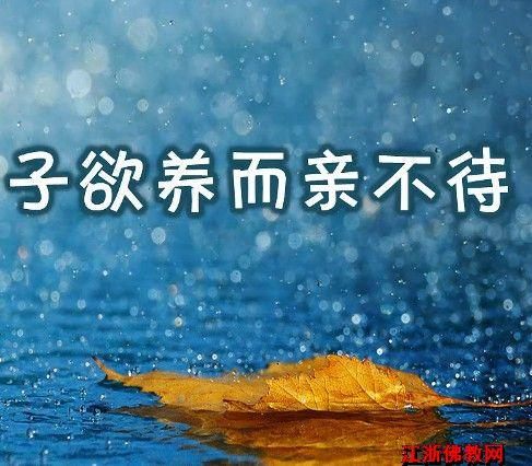 一本书，一个孝顺