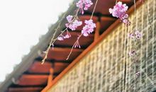 眼装世界，心自明