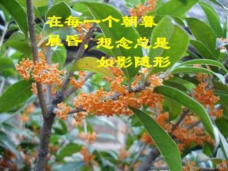 我想念桂花的香味