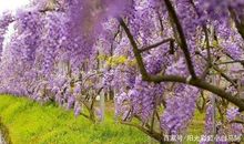 美呀，长沙的春天