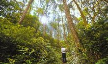 一生树一生人一片林