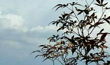 我是蓝天上的一片云