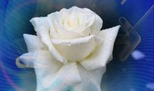 盛开在冬夜里的花