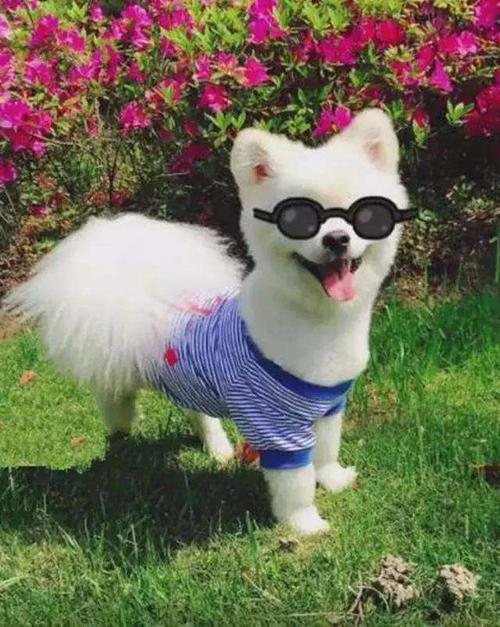 阿姨的宠物狗