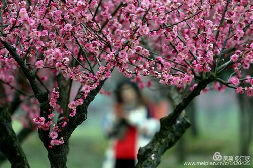 无私专用李子开花