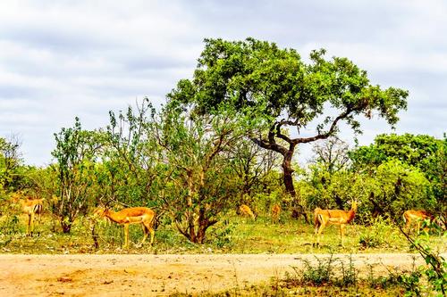 在大树下的西藏草