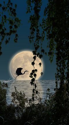 美妙的月夜
