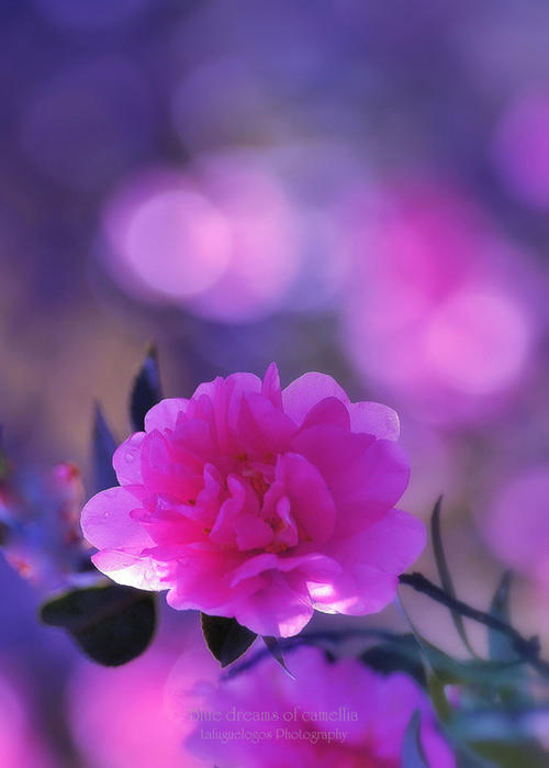 花梦