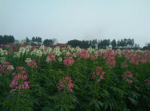 花，幸福，永久绽放