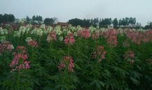 花开幸福永久绽放