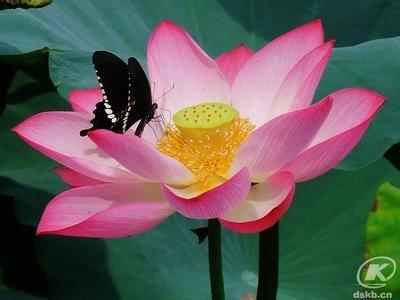 蝴蝶莲花