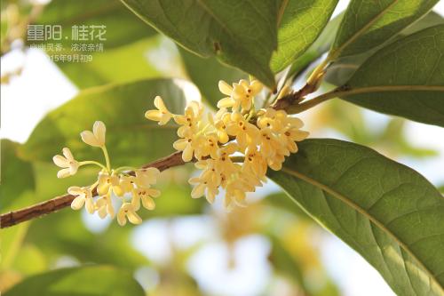 桂花