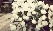 愿做那一棵小草