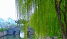 婀娜多姿的柳树