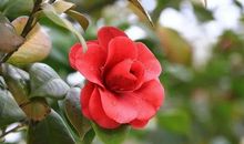 像那花草感谢春风