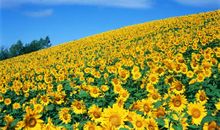 第一次种向日葵