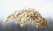 人是有思想的芦苇