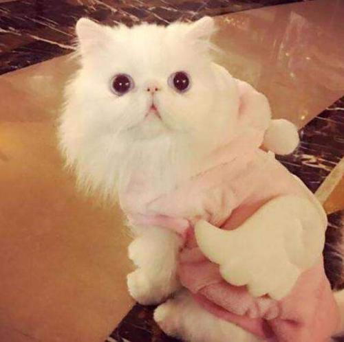 我的狗宝贝