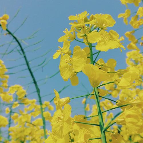 祖母的油菜籽