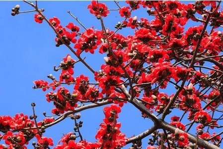 木制棉花