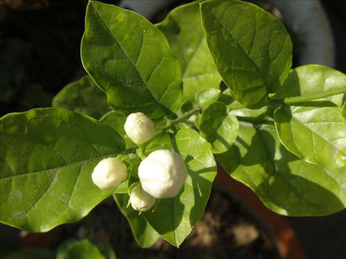 好锅美丽的茉莉