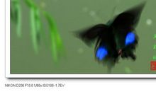 我想有一双隐形的蝴蝶翅膀