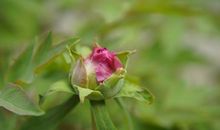 成长一朵含苞欲放的牡丹花