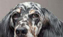 “机”智于人还是呆若木“机”