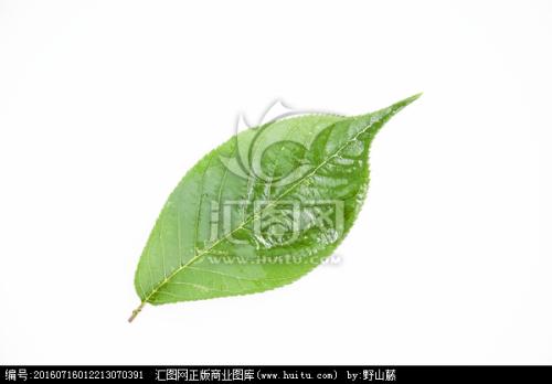 愿意成为一片绿叶