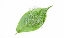 愿成为一片绿叶