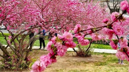 人民于4月