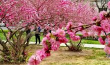 人间四月寻芳韵