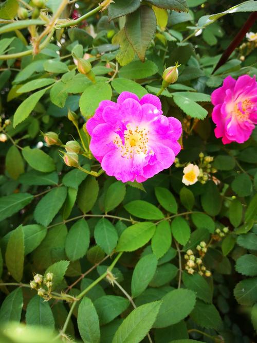 生活就像一朵花。