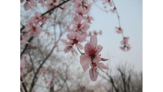 四月花卉语言